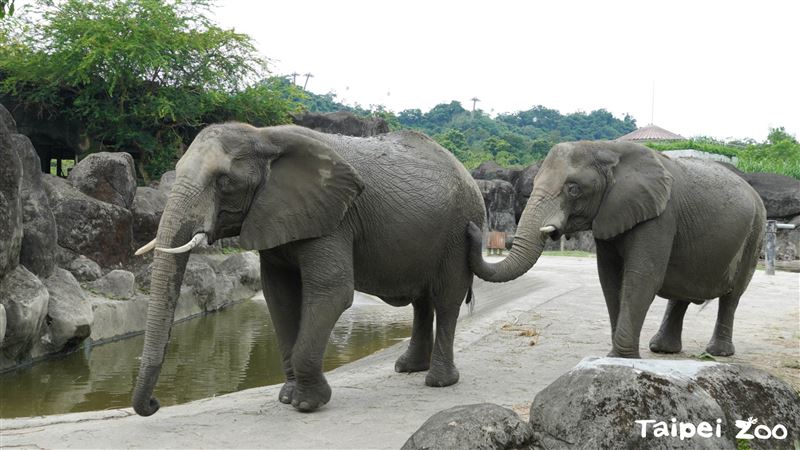 邊看動物邊跑步！動物園路跑10／21登場