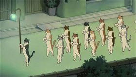 貓的報恩？女子驚見「貓咪上門喊：跟我結婚▲（圖／翻攝自微博）