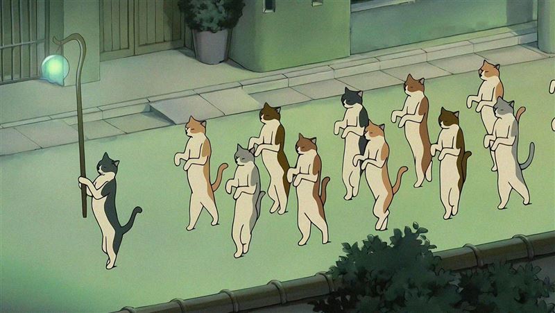 貓的報恩?女子驚見貓上門喊:跟我結婚