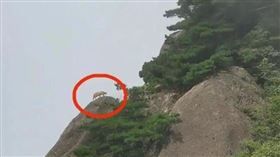 中國有網友捕捉到雲豹