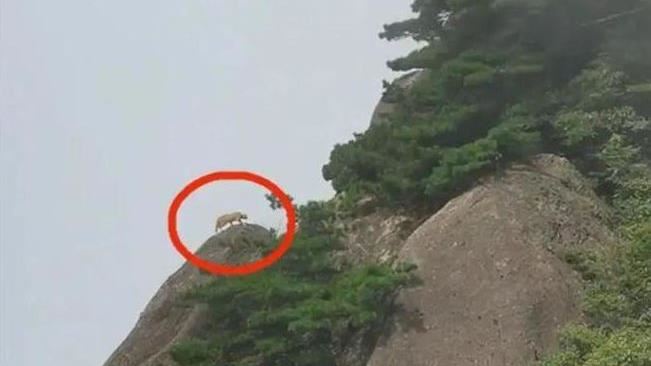 極罕見「雲豹」出沒　網細看笑：這是貓吧