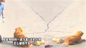 小黃金路中遭輾斃！媽媽死守不離開　司機1舉動暖哭網友（圖／翻攝自微博浙江省小動物保護協會）