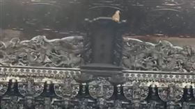 南投名間鄉天受宮，斑鳩，棲息在玉旨牌，信鴿傳達神明旨意(圖／翻攝自松柏嶺天受宮臉書)