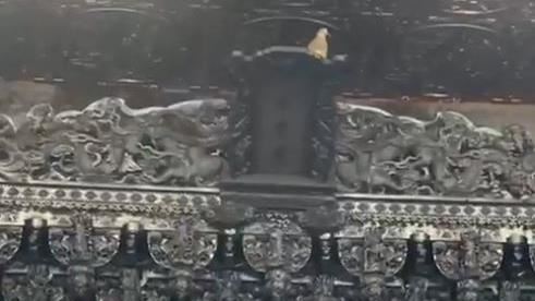 斑鳩突飛上「玉旨牌」　天受宮：鬼月示警