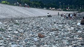 像狗的石頭。（圖／翻攝自微博）