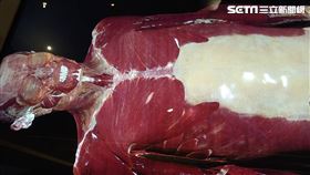 0816 科教館解剖展　記者黃仲丘攝