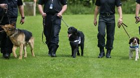 cadaver dog 尋屍犬https://www.flickr.com/photos/westmidlandspolice/6961552997/in/photolist-dawv9o-dawvAN-dawrR2-dawphs-dawrke-dawctE-dawbrc-dawhov-dawsdX-dawo8L-dawrEw-bBaMaP-dawc5v-2aXBmXC-tow76v-95vz11