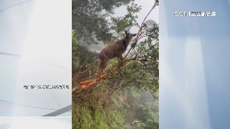 巧遇長鬃山羊爬樹跳下　高山協作員險被壓