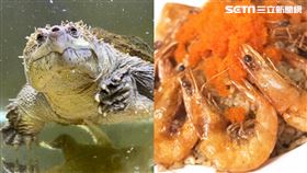 炒飯地圖／Q萌鱷龜陪你吃飯！視覺系「蝦爆親子蛋炒飯」超吸睛（圖／記者陳慈鈴、柯智翔攝影）