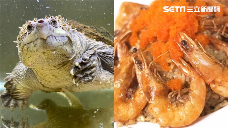 Q萌鱷龜陪你吃飯　蝦爆親子蛋炒飯超吸睛
