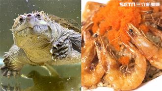 Q萌鱷龜陪你吃飯　蝦爆親子蛋炒飯超吸睛