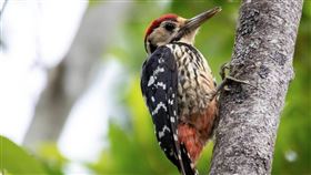 稀有大赤啄木武陵農場現蹤台灣特有亞種大赤啄木為珍貴稀有二級保育啄木鳥，數量稀少，現蹤武陵農場。（武陵農場提供）中央社記者趙麗妍傳真  112年8月18日