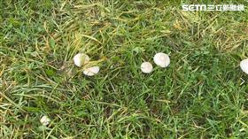 高雄,公園,菇類,香菇,有毒