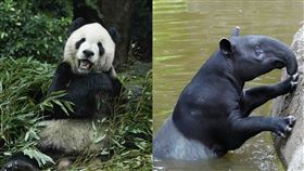 慰靈祭,動物園,團團,貘克(北市動物園 提供)