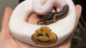 球蟒。（圖／翻攝自Branden Nicholson IG）