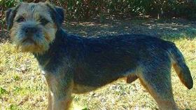 14歲老狗逃家，一夜狂奔160km，找主人 (圖／翻攝自維基百科)