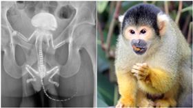 松鼠猴,松鼠,肛門（圖／翻攝自論壇Teak Door、台北市立動物園）