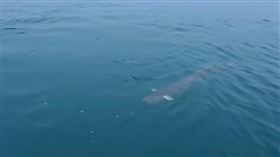 民眾拍下日月潭2公尺長大魚身影SUP立槳教練賴永利日前帶遊客遊日月潭時，意外在水中發現1隻超過2公尺長的大魚，拍下影片上傳網路引發熱議。日月潭區漁會人員15日表示，影片中的大魚可能是來自澳洲的寬鰭鰻，但資料不足尚無法斷定。（賴永利提供）中央社記者吳哲豪傳真  111年2月15日