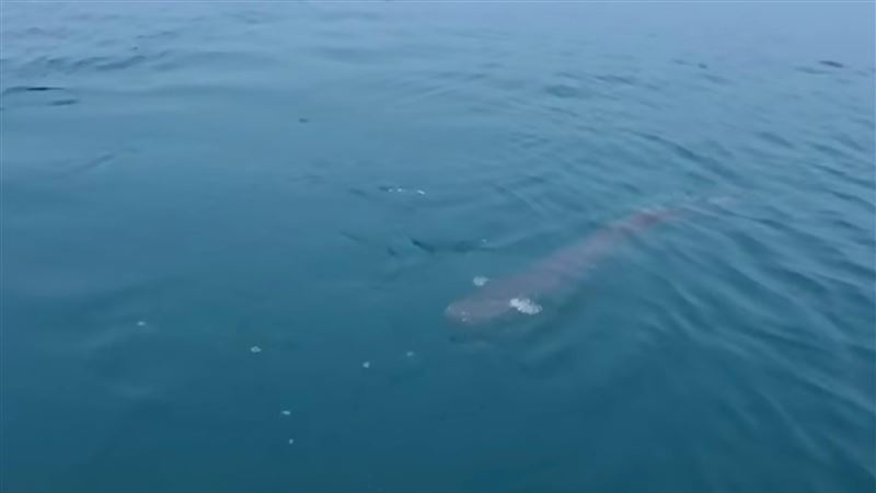 釣到「吸血鬼魚」滿口尖牙！吸盤會吸血