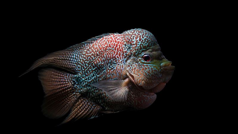 「羅漢魚造型」滿街跑　網：一率視為瞎妹