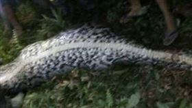 他外出工作離奇失蹤！後院驚見7公尺巨蟒　村民一剖開「拉出整具遺體」（圖／翻攝自推特）