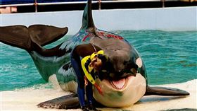 美國,邁阿密海洋水族館,虎鯨,Lolita,