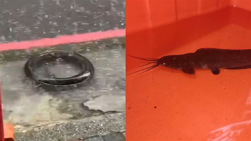 新莊暴雨淹水！他「馬路上抓魚」畫面曝光