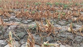 恆春半島洋蔥炭疽病　產量大減（1）屏東縣恆春半島的洋蔥因年初不穩定的天氣，受炭疽病病害，產地農會預估，整體產量將大減3至4成。（蘇震清服務處提供）中央社記者郭芷瑄傳真　109年3月10日