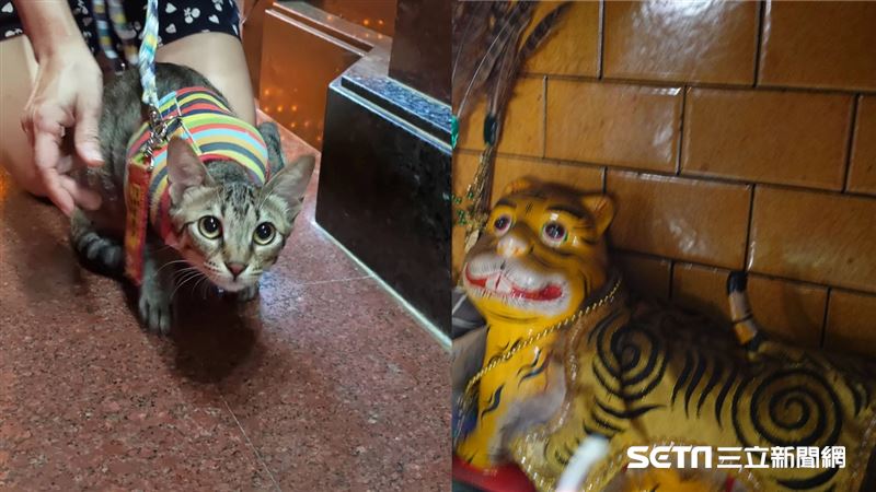1歲病貓挺過險境 術後低頭拜謝虎爺庇佑