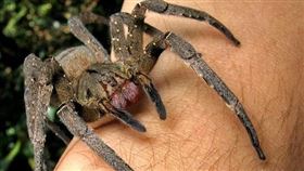 巴西流浪蜘蛛,Phoneutria nigriventer（圖／翻攝維基百科）