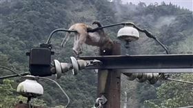 苗栗,南庄,停電,獼猴,