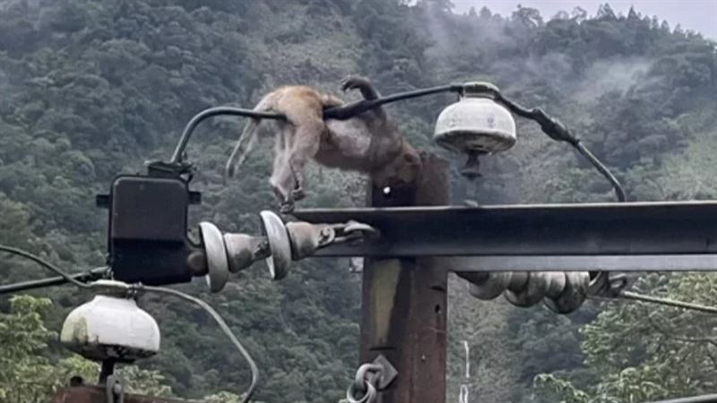 獼猴觸電慘死掛電桿　村長：今年第5次了