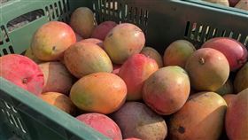 芒果(翻攝畫面)