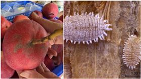 中國國台辦今(21)日宣布，海關總署8月21日起暫停台灣芒果輸入，理由是檢驗出有害生物「大洋臀紋粉蚧」