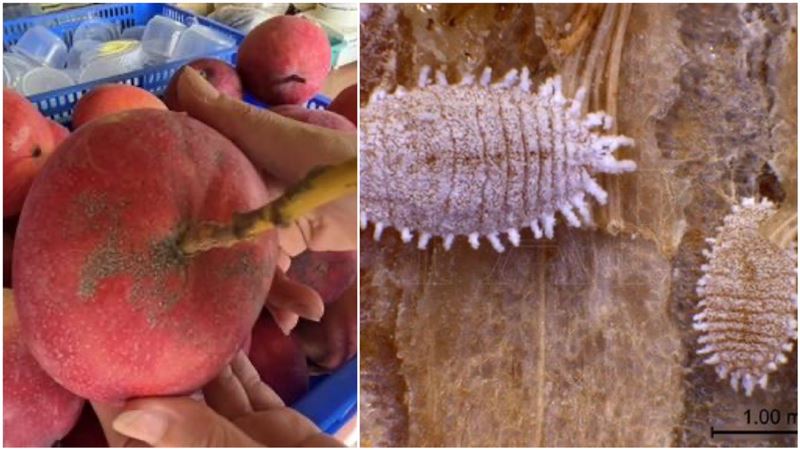 陸禁台芒果！介殼蟲習性曝：最常躲「這」