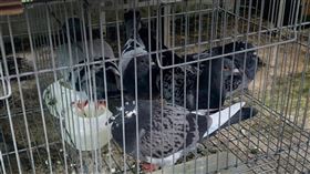 鴿子,擄鴿,勒贖,土城,新北,恐嚇