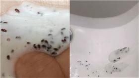 洗髮精　蟲卵（圖／翻攝自湖北經視、紅星新聞）