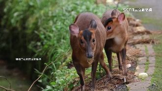 好萌！幼羌撒嬌現蹤　玉山塔塔加生機爆發