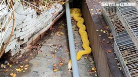 台北市西門町電影公園出現1條3米長的黃金蟒。（圖／翻攝畫面）