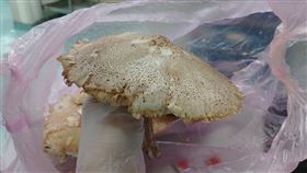 婦人誤食有毒的綠褶菇，被稱為「最會惹事的毒菇」，中毒，嘔吐，腹痛(圖／光田醫院提供)