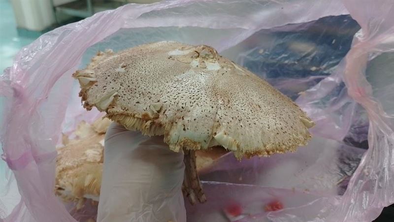 野外菇菇別採! 三大毒菇症狀一次看