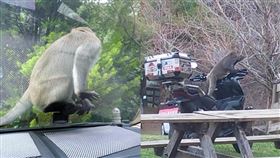 武陵農場傳出猴群會搶奪遊客食物，不少遊客抱怨連連。（翻攝武陵農場臉書粉專）