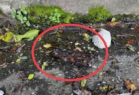 台中環山部落爆炸停電　驚見猴子焦屍捲曲（圖／翻攝畫面）