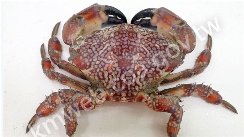 澎湖漁民捕「世界最毒蟹」　吃一口就往生