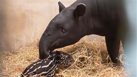 馬來貘寶寶滿月