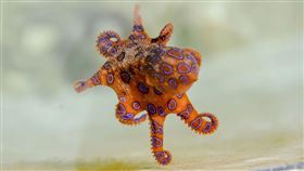 藍環章魚(Pixabay)