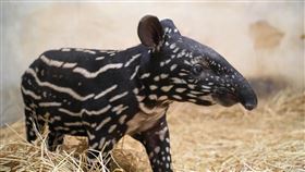 馬來貘,命名,乾爹(北市動物園 提供)