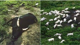 村莊飼養的牛、羊、狗等牲畜倒地暴斃。（圖／翻攝自維基百科、推特）