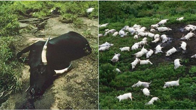 一夜無聲滅村！1700人慘死、上千牲畜暴斃