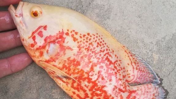 釣魚上鉤「長滿紅疹的魚」他嚇問：能吃嗎